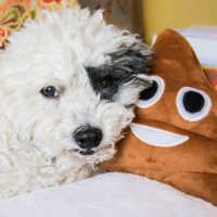 dog beside a poop emoji stuff toy