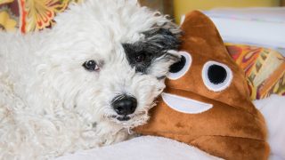 Are White Specks In Dog Poop Dangerous? Learning All Facts