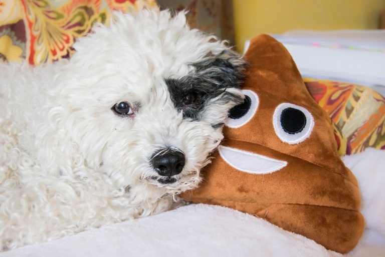 dog beside a poop emoji stuff toy
