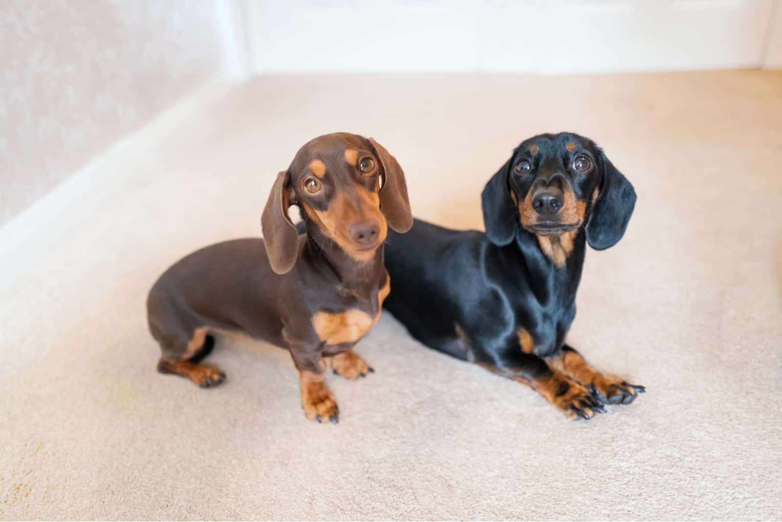 Two adorable miniature dachshunds on cream carpet