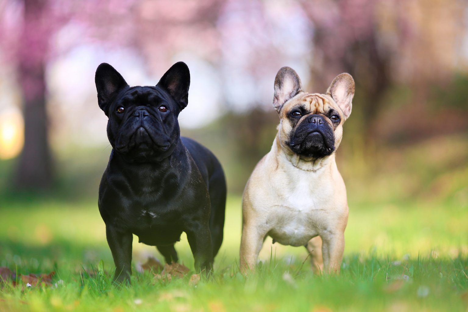 Are French Bulldogs Aggressive? Frenchies' Behavioral Issues