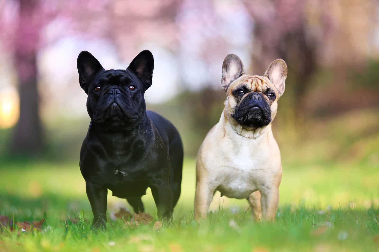Two french bulldogs in park