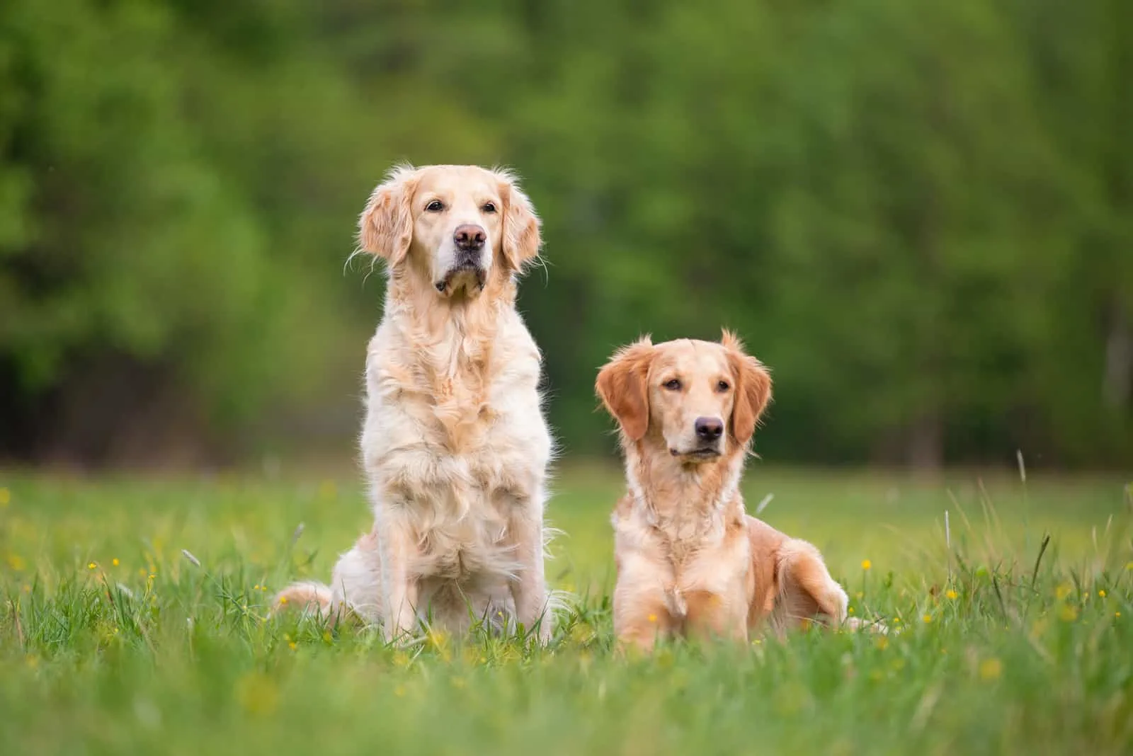 Two golden retrievers are resting in the grass