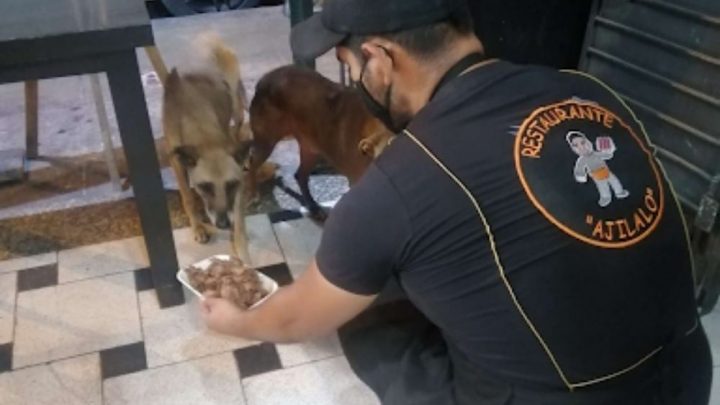 Restaurant Owner Prepares Free Meals For All Stray Dogs
