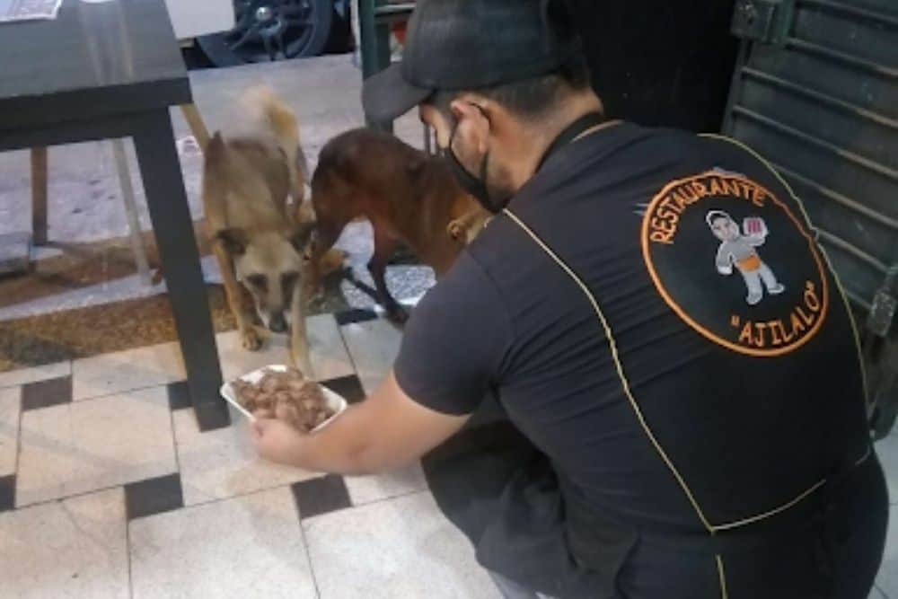Restaurant Owner Prepares Free Meals For All Stray Dogs