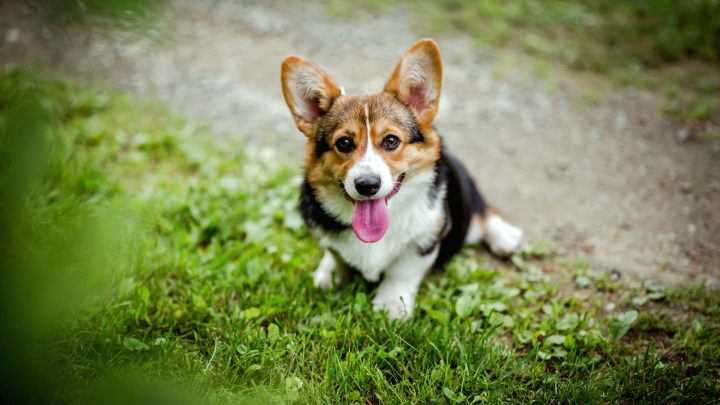 What Are Red Corgis? Pembroke And Cardigan Corgi Breeds