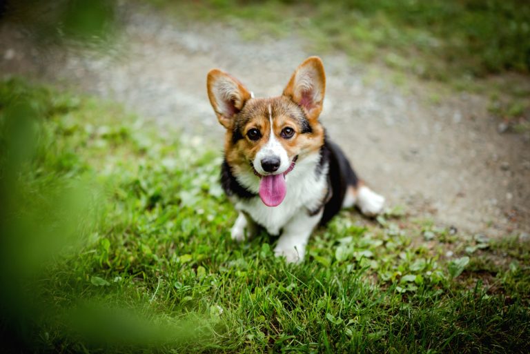 a portrait of a beautiful corgi in the grass