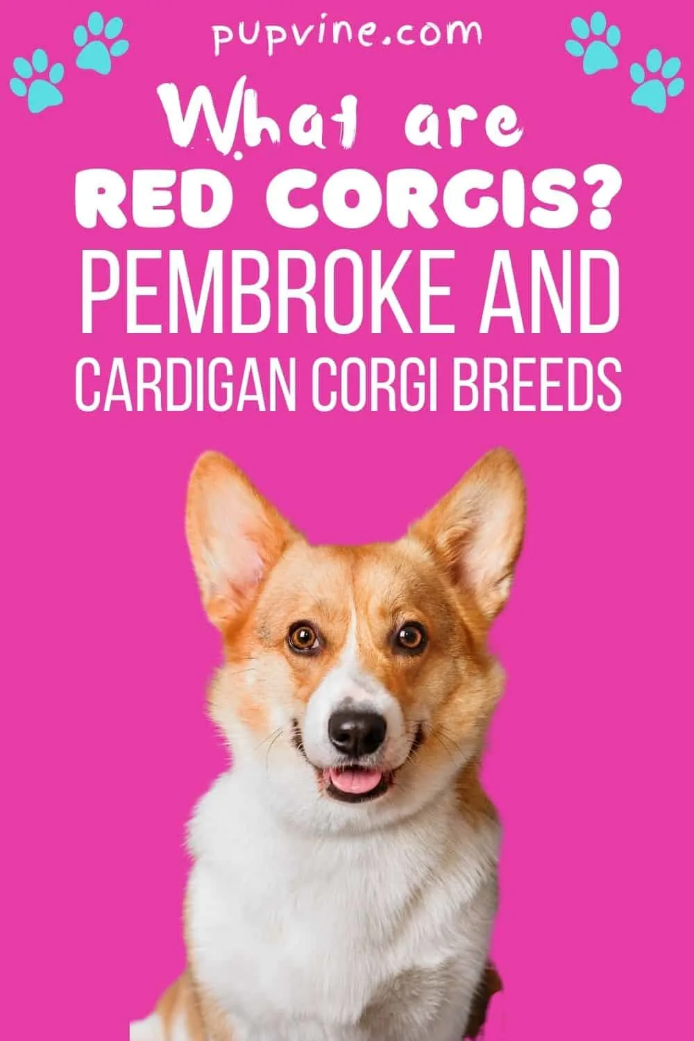 What Are Red Corgis? Pembroke And Cardigan Corgi Breeds