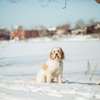 goldendoodle in the snow sitting facing the camera