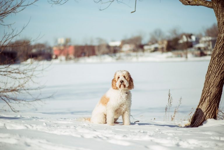 goldendoodle in the snow sitting facing the camera