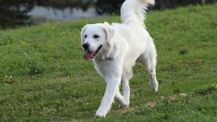 White Labrador Retrievers – The Secret Behind Their Color
