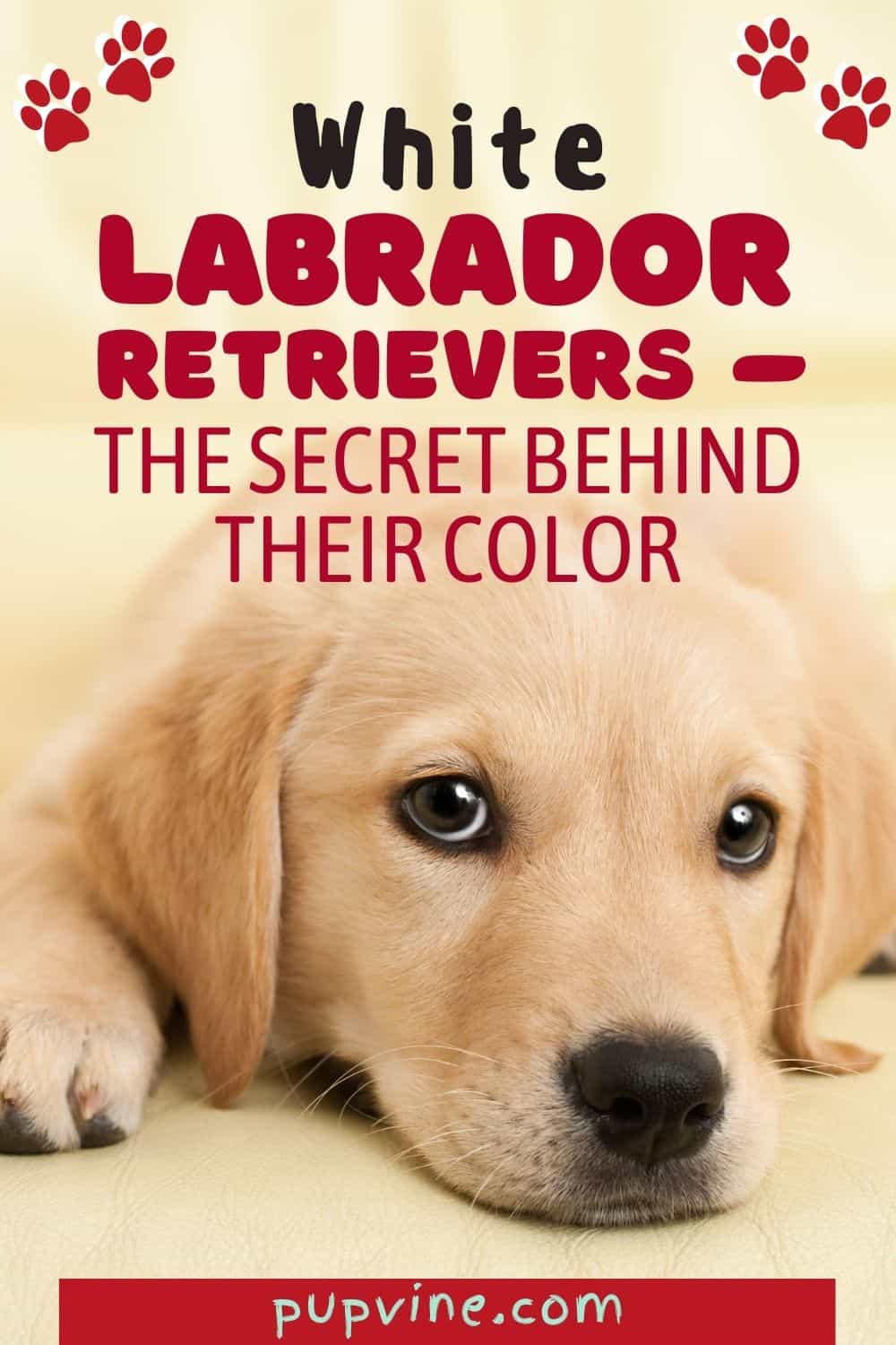 White Labrador Retrievers – The Secret Behind Their Color
