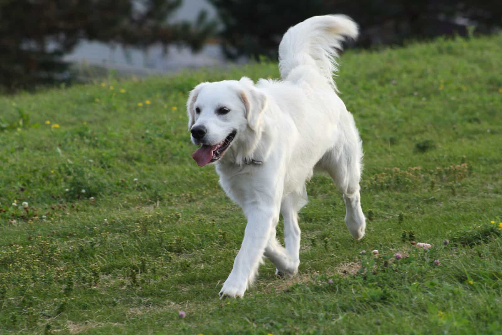 white labrador retriever walking on the grass