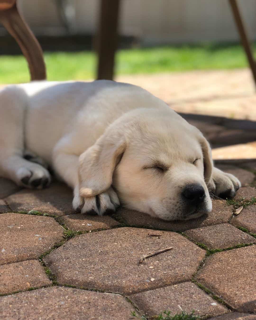 White Labrador lying outside