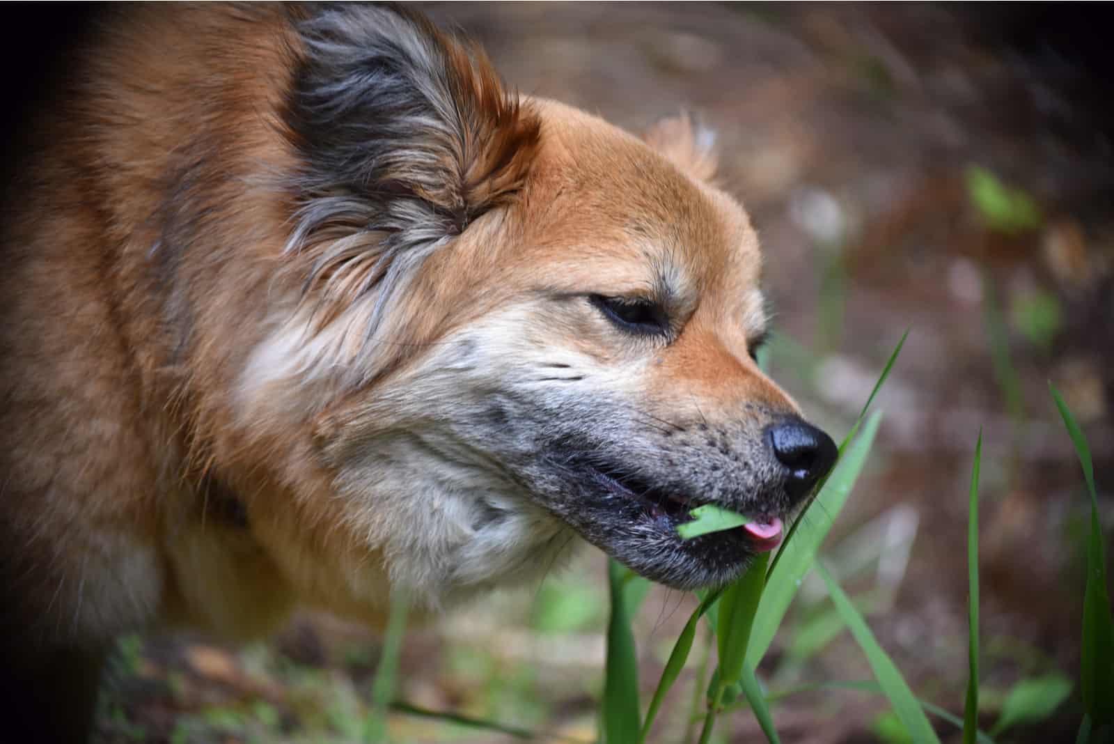 why do dogs eat grass when sick