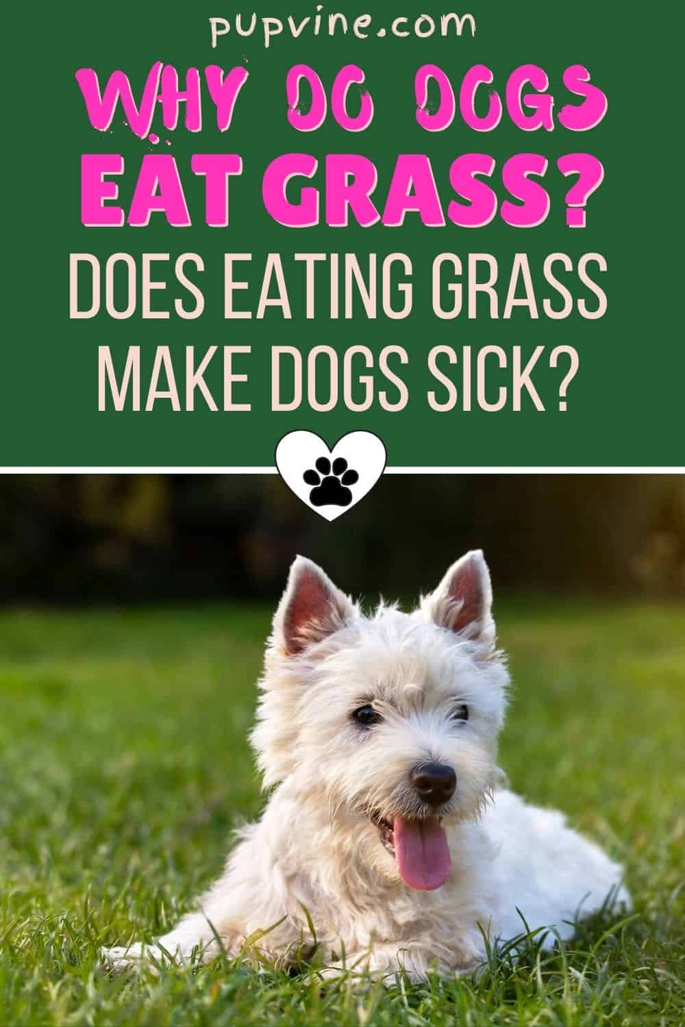 Why Do Dogs Eat Grass? Does Eating Grass Make Dogs Sick?