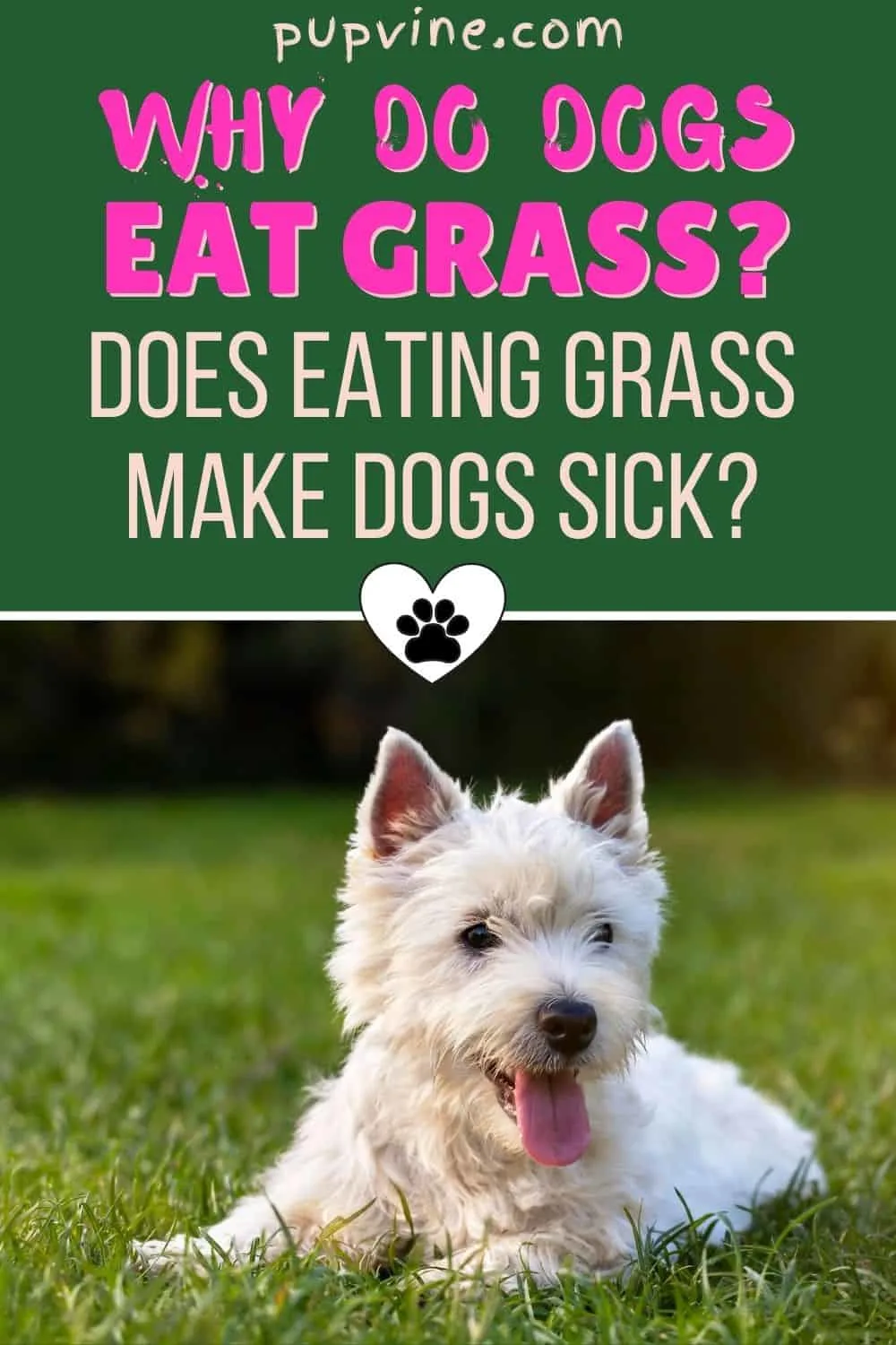 why do dogs eat grass when sick