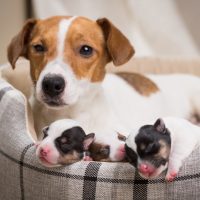 The dog feeds the puppies