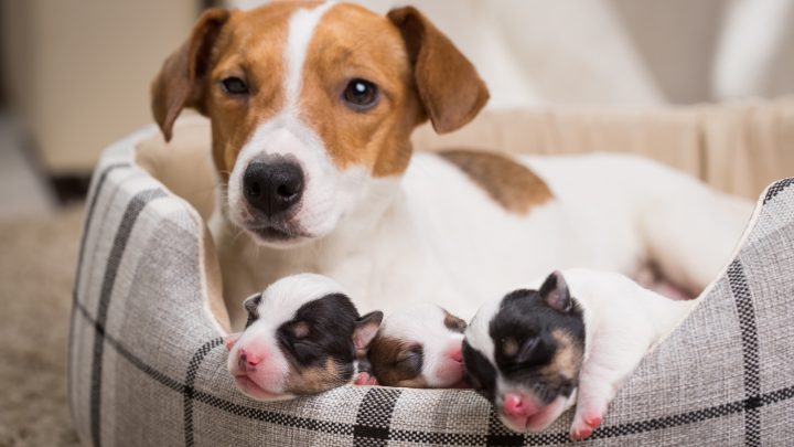 Why Do Dogs Eat Their Puppies? Parenthood In Dogs