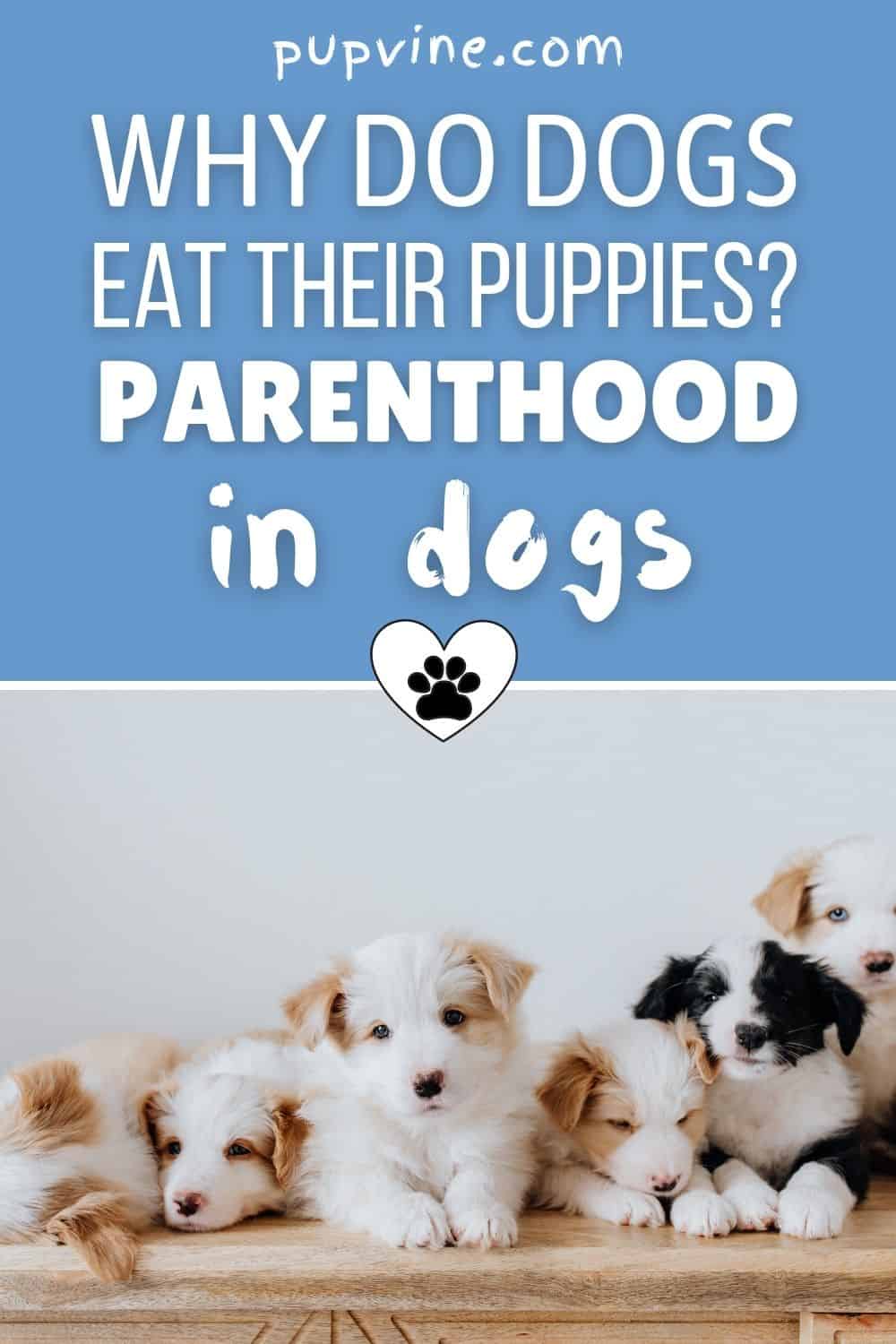 Why Do Dogs Eat Their Puppies? Parenthood In Dogs