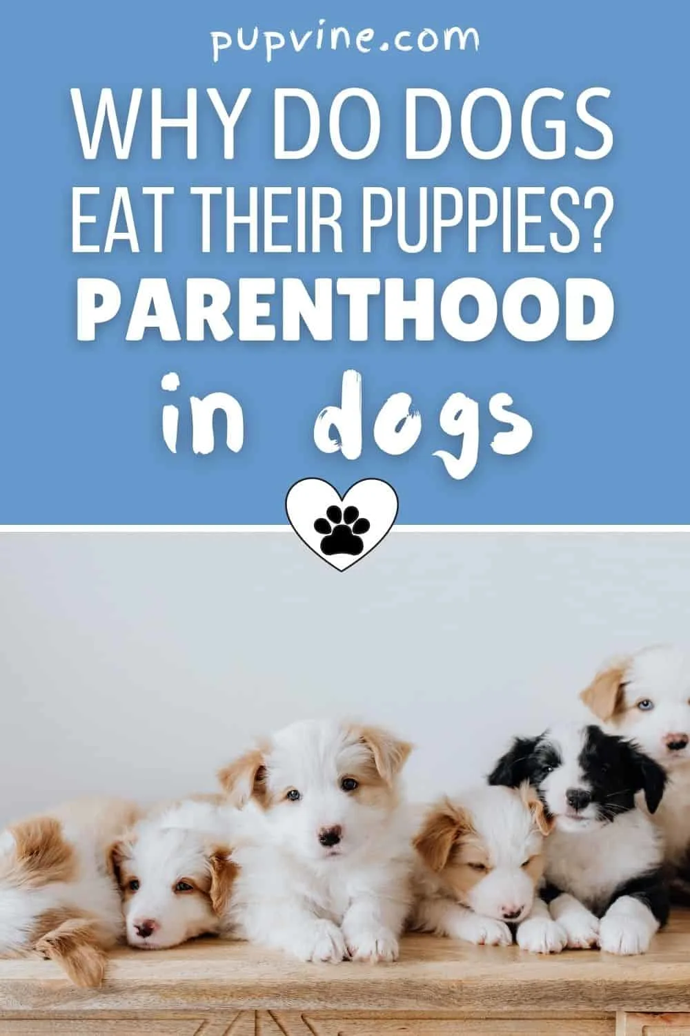 why dogs eat their newborn puppies