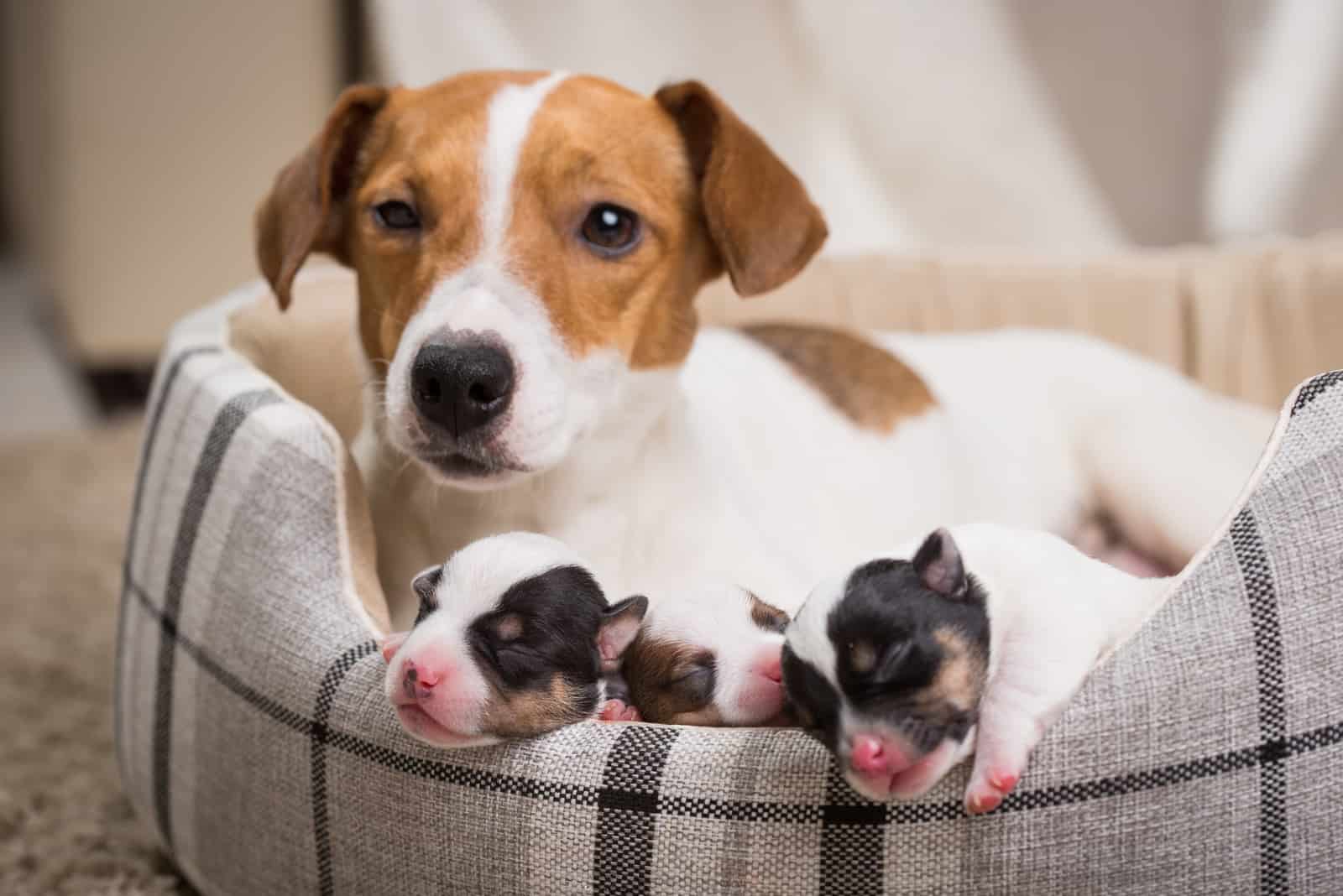 Why Do Dogs Eat Their Puppies? Parenthood In Dogs