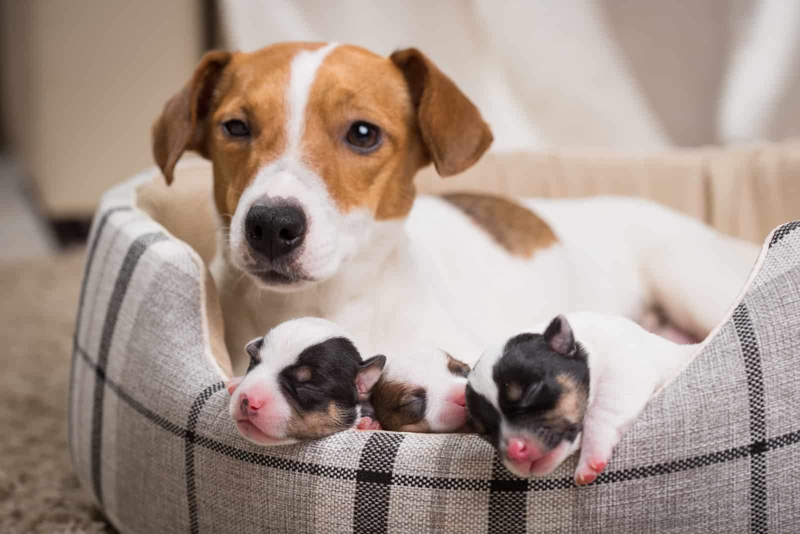 why dogs eat their newborn puppies