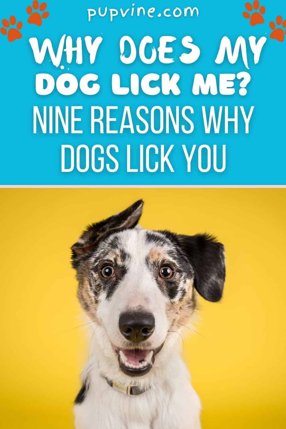 Why Does My Dog Lick Me? Nine Reasons Why Dogs Lick You