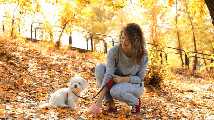 Why Does My Dog Poop So Much? Healthy Pooping Amounts
