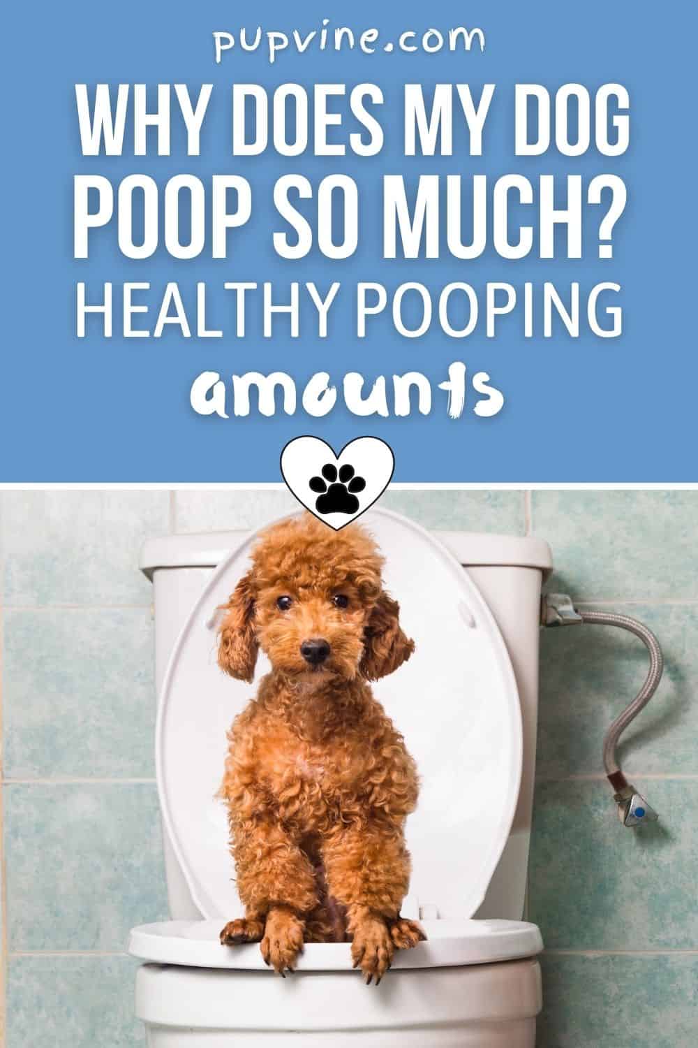 Why Does My Dog Poop So Much? Healthy Pooping Amounts
