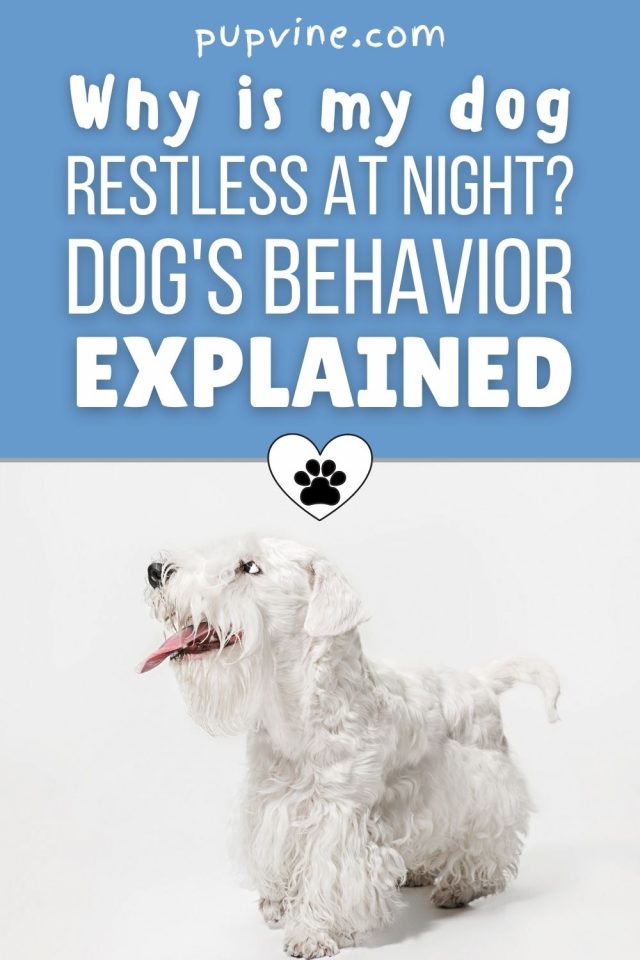 Why Is My Dog Restless At Night? Dog's Behavior Explained