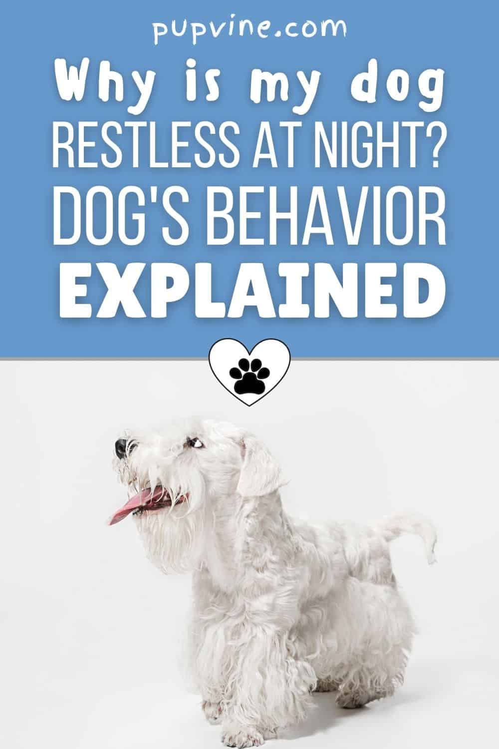 Why Is My Dog Restless At Night_ Dog's Behavior Explained