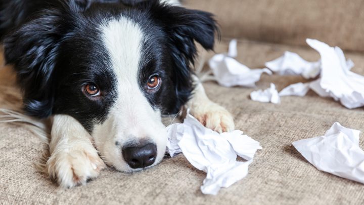 Why Is My Dog Restless At Night? Dog’s Behavior Explained