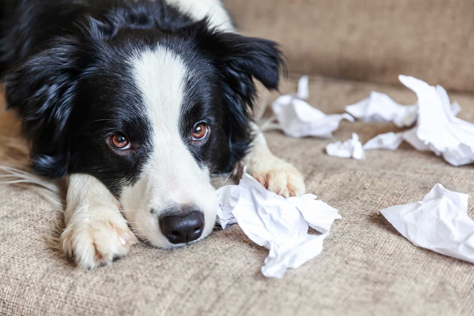 naughty puppy playing with paper