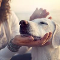 owner caressing gently her dog