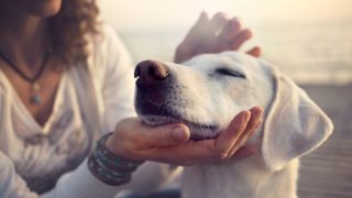 Why Is My Dog's Nose Dry? How To Tell If Your Dog Is Sick