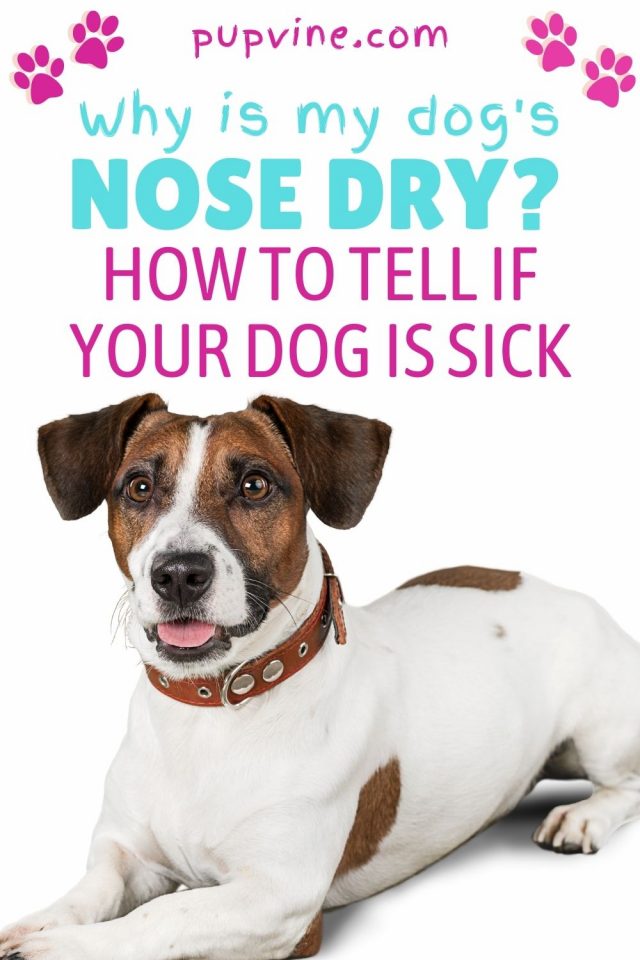 Why Is My Dog's Nose Dry? How To Tell If Your Dog Is Sick