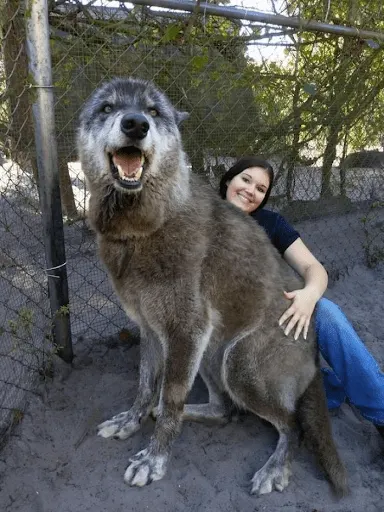 Wolfdog