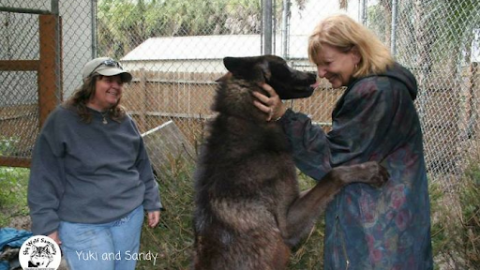Wolfdog Left At Kill Shelter Gets A Second Chance