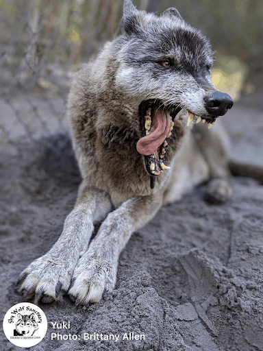 Wolfdog