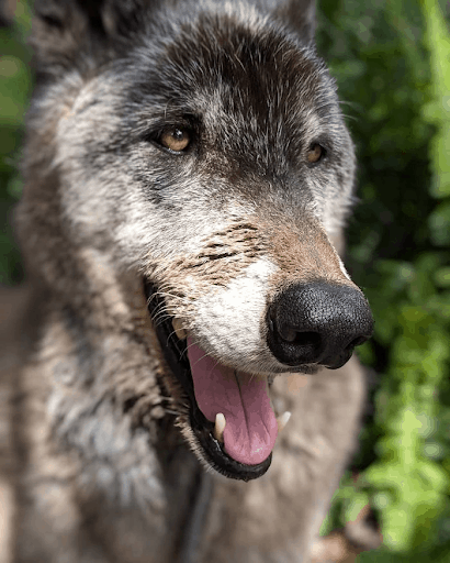 Wolfdog