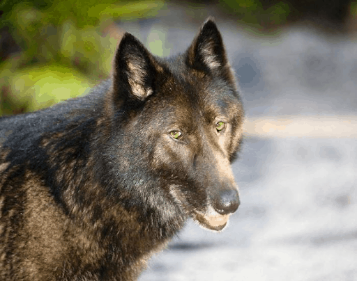 Wolfdog