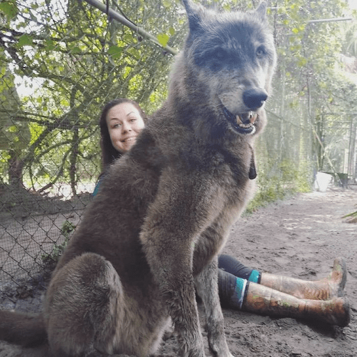 Wolfdog