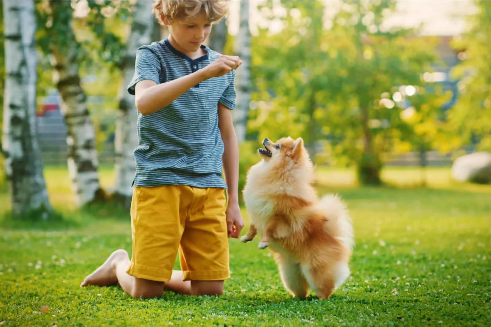 Young Boy Playing with Cute Little Pomeranian Dog