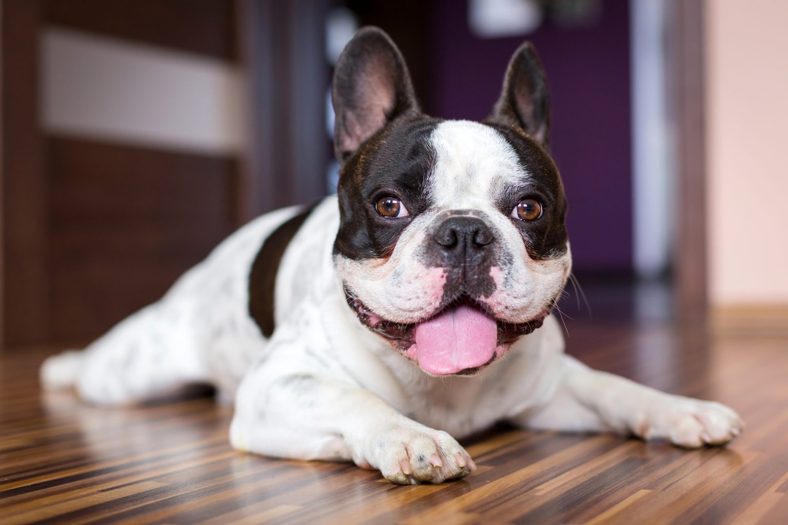 My French Bulldog Has Floppy Ears What Should I Do About It?