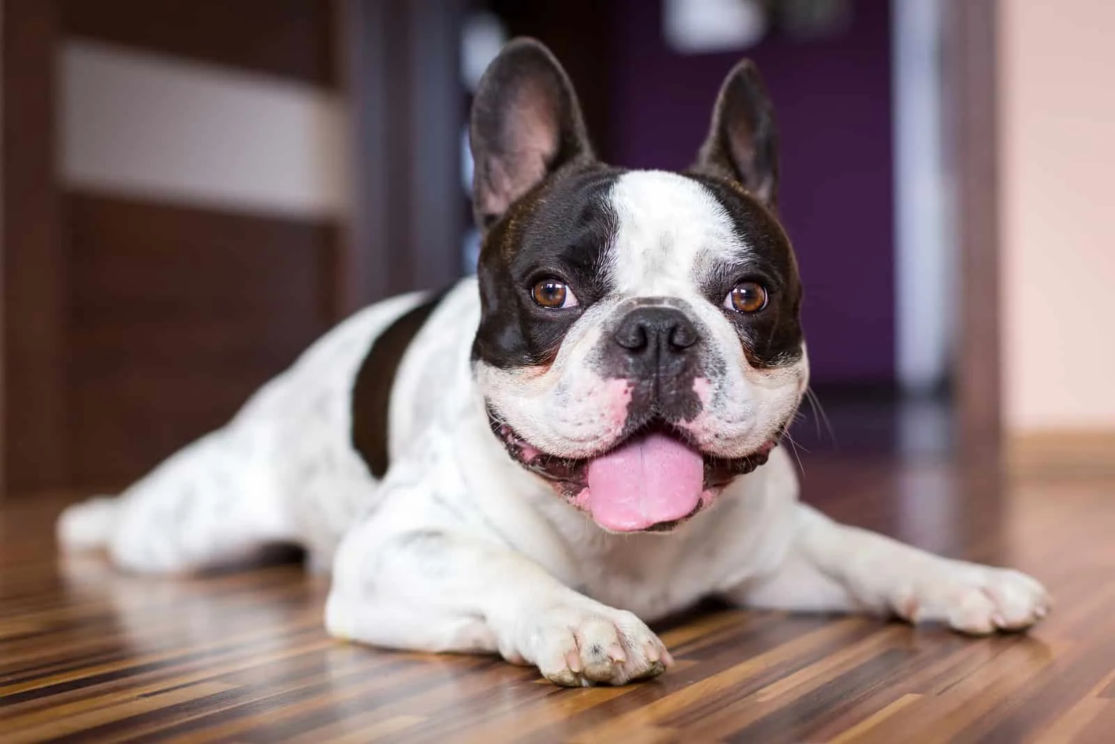 a French bulldog resting on a laminate