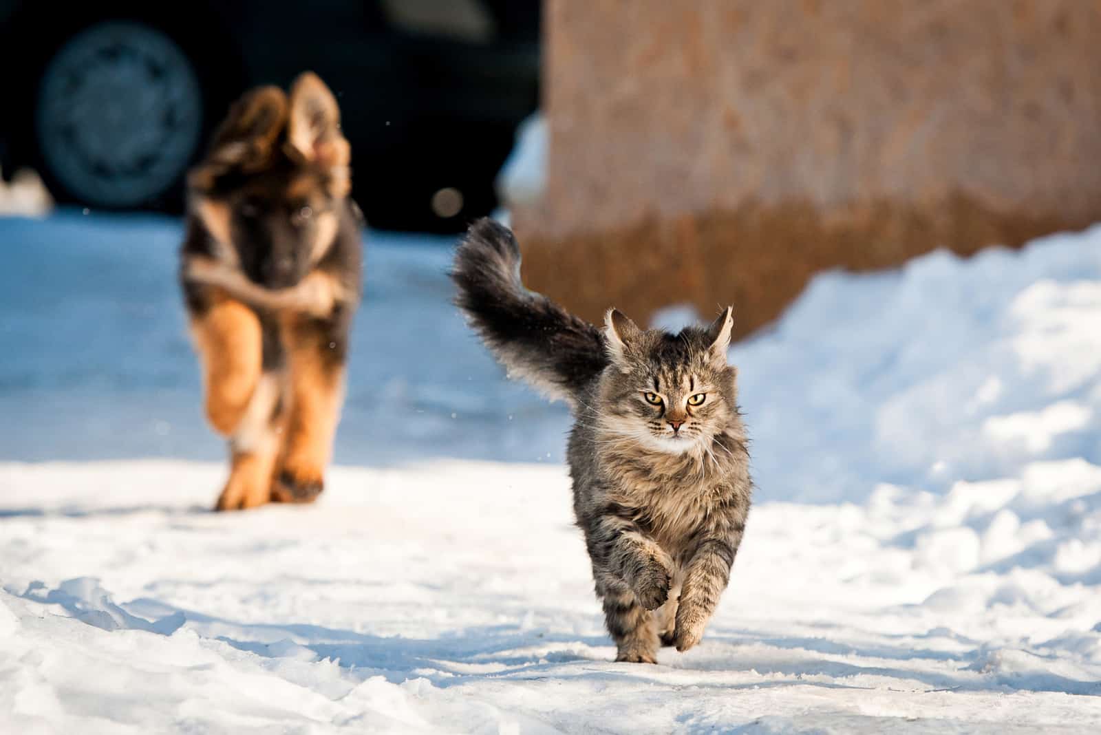 a German Shepherd puppy chases a cat