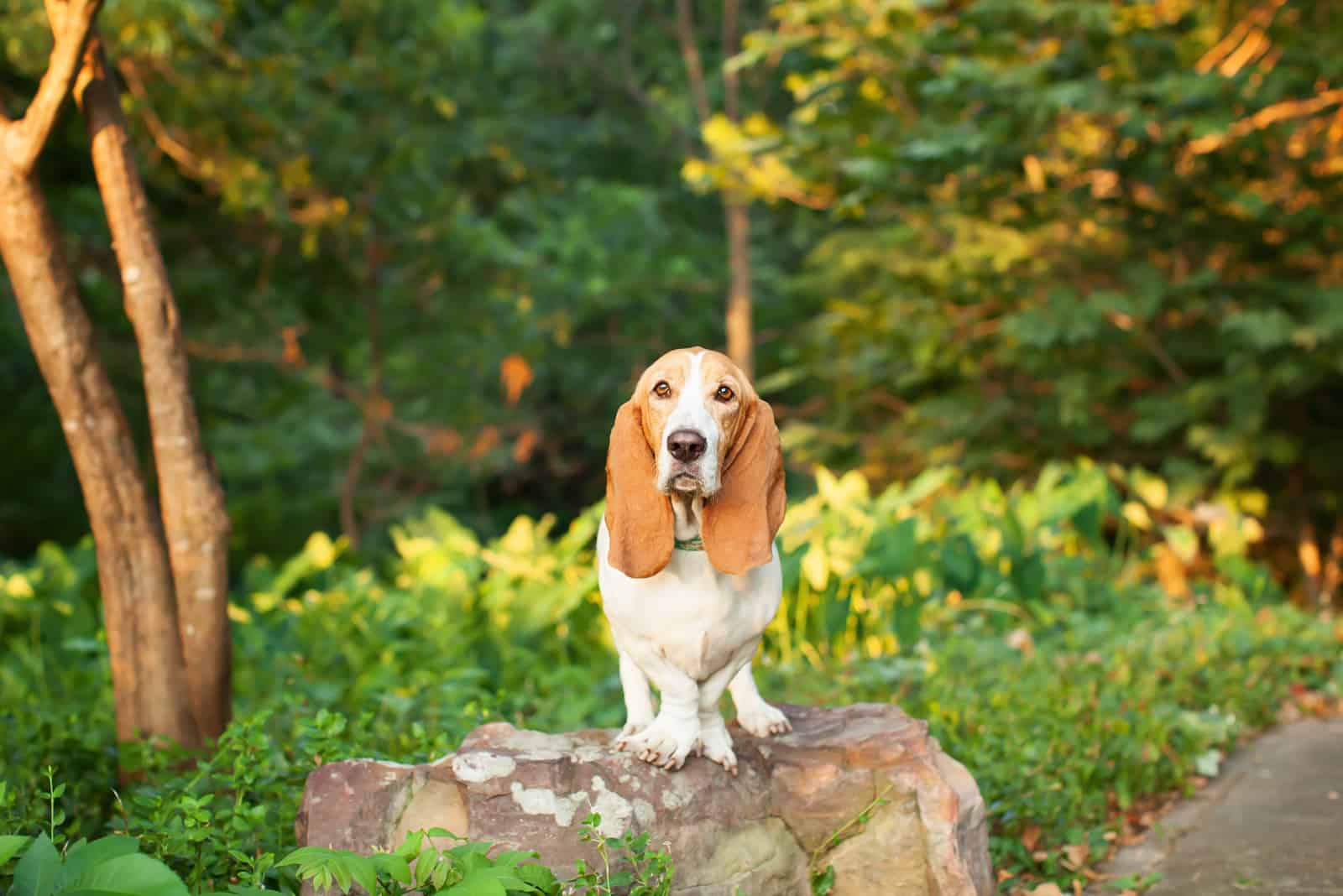 a basset hound stands on a rock in the woods