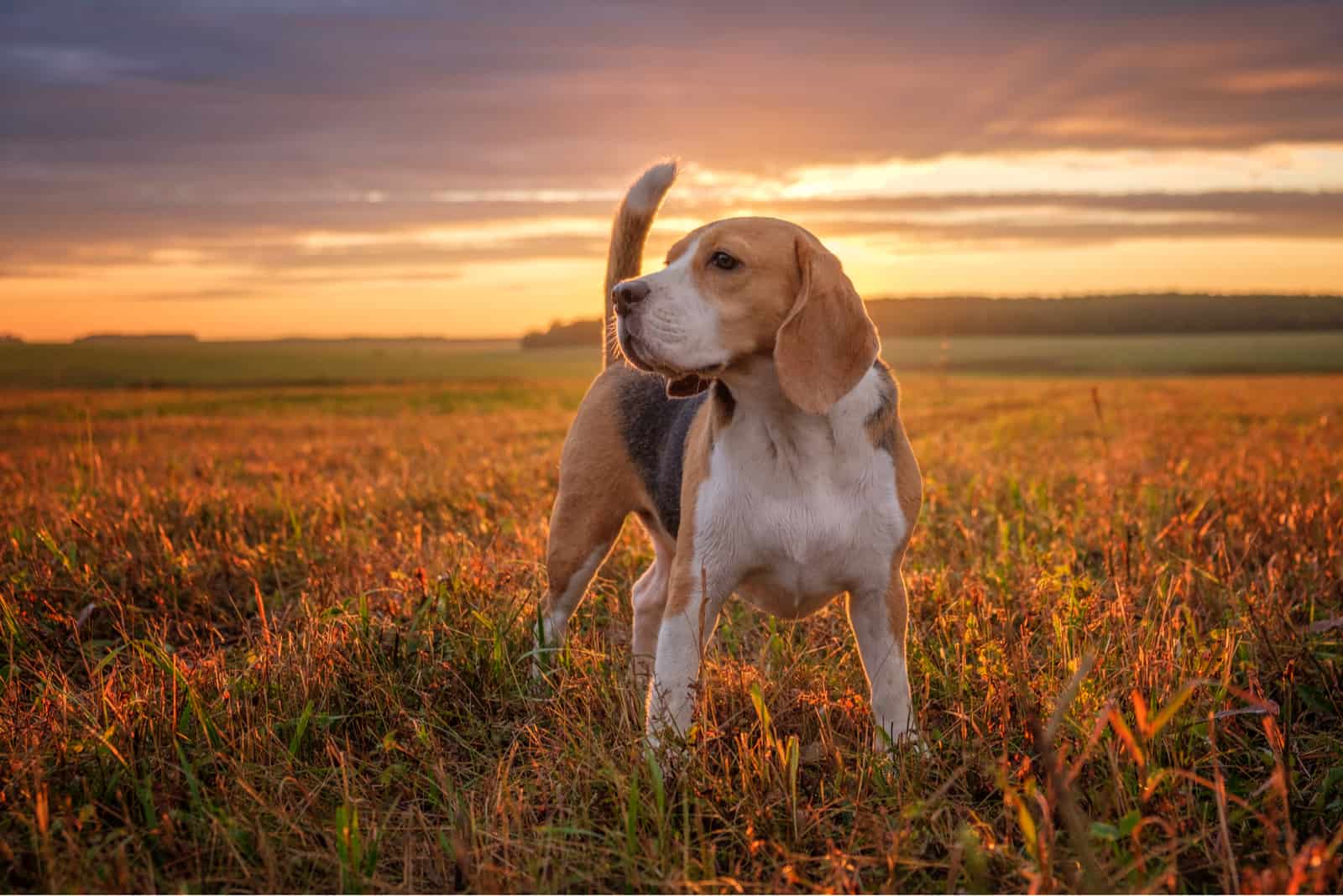 a beagle stands in a field on the grass at sunset