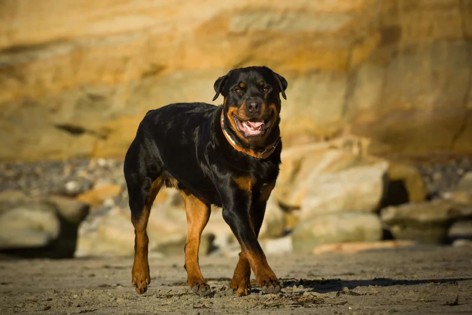 a beautiful big Rottweiler walks along the beach